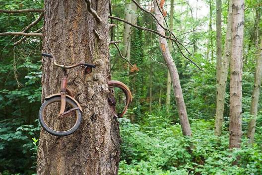 Описание: Цивилизации нового времени велосипед вросший в дерево