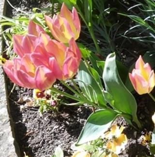 Описание: D:\Игорь-1\00-Сайт КБК\2016-08\July _ August 2016 issue_files\Три тюльпана на одном стебле.jpg